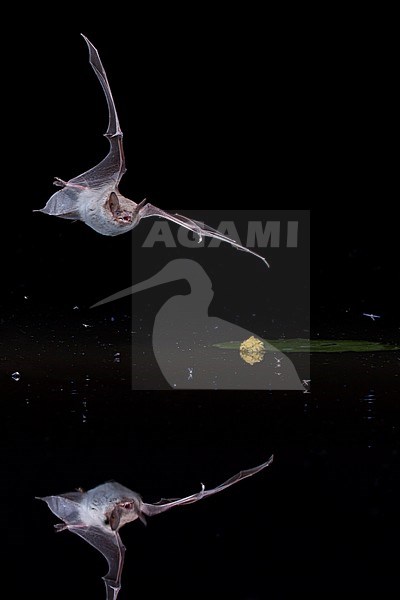 Pond bat, flying and hunting stock-image by Agami/Theo Douma,