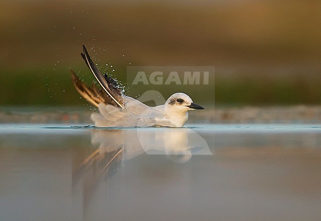 Gull-billed Tern - Lachseeschwalbe - Gelochelidon nilotica, Oman, adult, winter plumage stock-image by Agami/Ralph Martin,