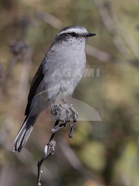 White-browed Chat-Tyrant (Ochthoeca leucophrys) at Colca Canyon, Peru. stock-image by Agami/Tom Friedel,