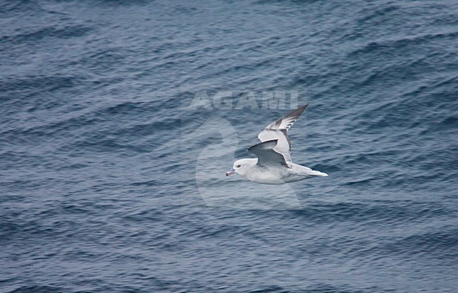 Grijze Stormvogel vliegend; Southern Fulmar flying stock-image by Agami/Marc Guyt,