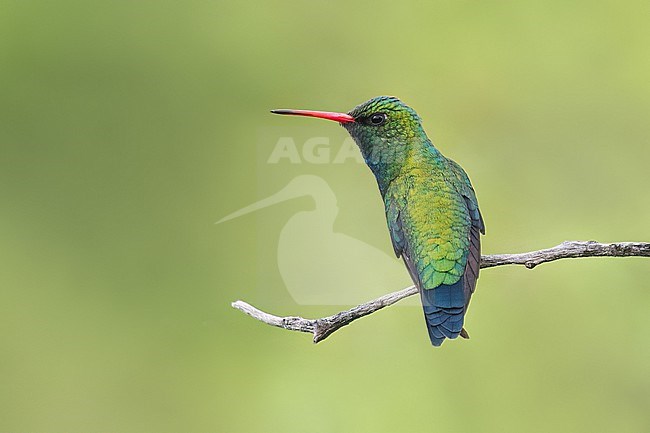 Glittering-bellied Emerald (Chlorostilbon lucidus) Perched on a branch in Argentina stock-image by Agami/Dubi Shapiro,