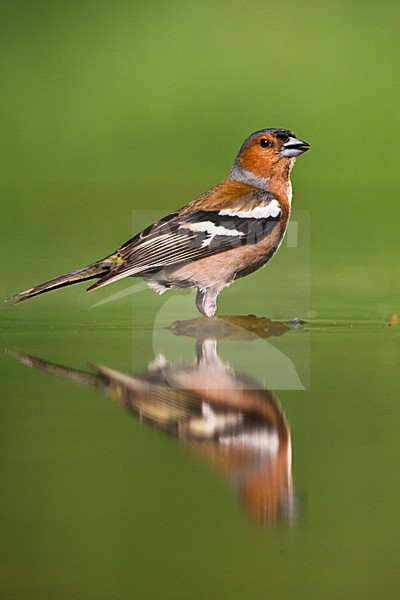 Mannetje Vink drinkend bij drinkplaats; Male Common Chaffinch drinking at drinking site stock-image by Agami/Marc Guyt,