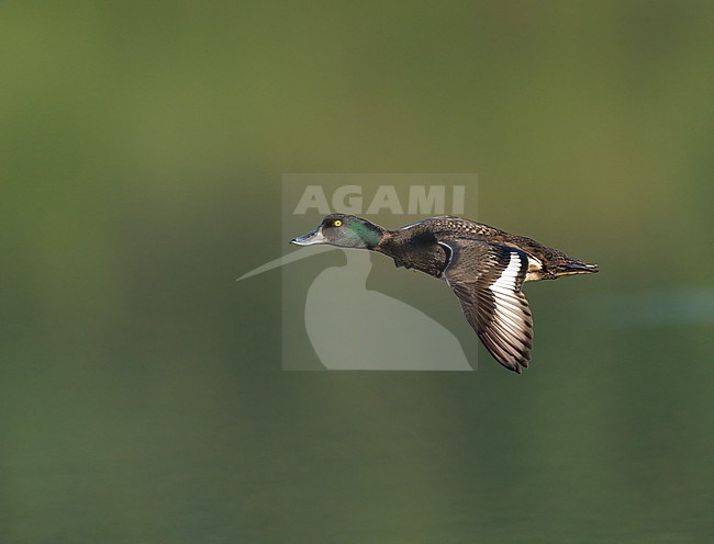Tufted Duck (Aythya fuligula) flying, migrating in sideview stock-image by Agami/Ran Schols,