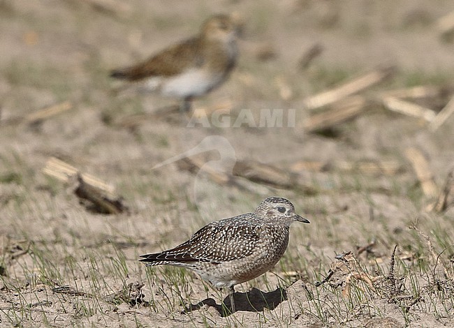 European Golden Plover (Pluvialis apricaria), grey variant standing, seen from the side. stock-image by Agami/Fred Visscher,