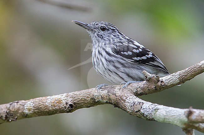 A Male Pacific Antwren (Myrmotherula pacifica) at Buenaventura, Colombia stock-image by Agami/Tom Friedel,