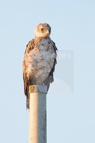 Short-toed Eagle (Circaetus gallicus), front view of a third calendar immature standing on a pole, Campania, Italy stock-image by Agami/Saverio Gatto,