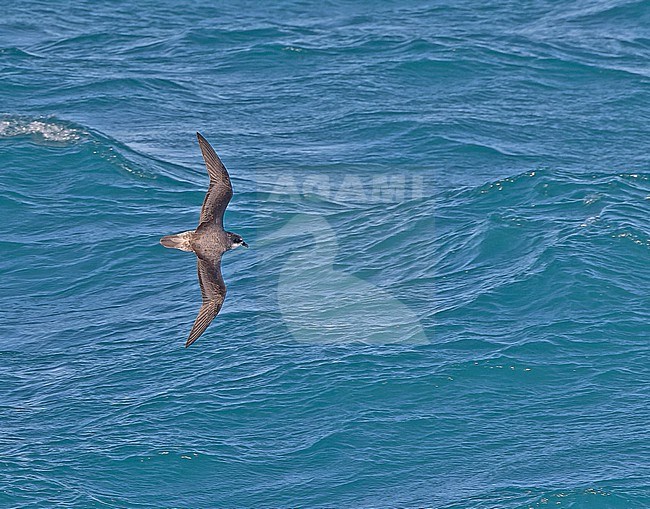 Soft-plumaged petrel (Pterodroma mollis) between South Georgia and the Falkland islands. stock-image by Agami/Pete Morris,