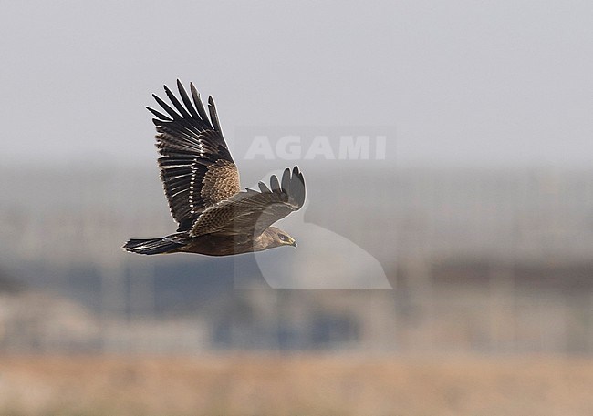 Side view of a juvenile Lesser Spotted Eagle (Clanga pomarina) in flight, wings seen from above. Israel stock-image by Agami/Markku Rantala,