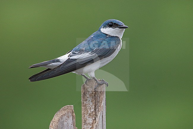 White-winged Swallow (Tachycineta albiventer) at Guarinocito, Colombia. stock-image by Agami/Tom Friedel,