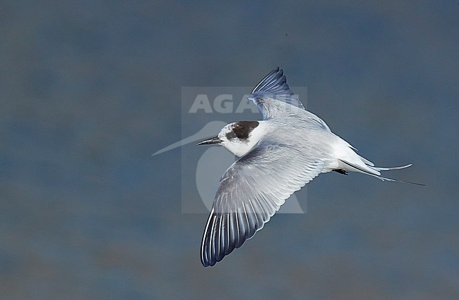 Arctic Tern 2cy (Sterna paradisaea) Iceland. In flight, seen from the side. Showing upper wing pattern. stock-image by Agami/Markus Varesvuo,