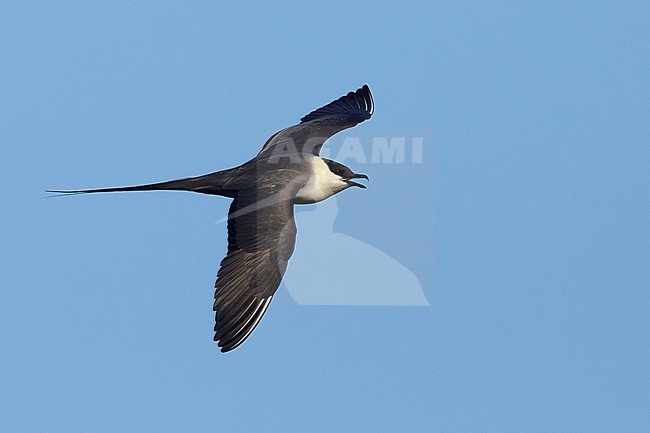 Adult Long-tailed Skua (Stercorarius longicaudus) in flight against blue sky as background on Seward Peninsula, Alaska, United States during spring. stock-image by Agami/Brian E Small,