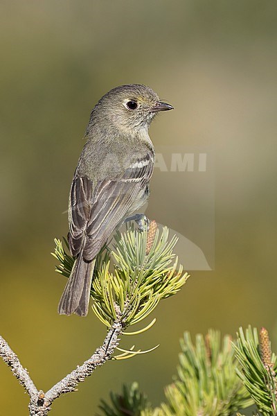 Adult
Coahuila, Mexico
May 2022 stock-image by Agami/Brian E Small,