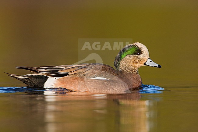 Amerikaanse Smient, American Wigeon stock-image by Agami/Glenn Bartley,
