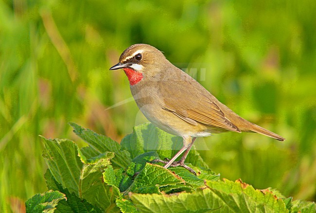 Roodkeelnachtegaal man zittend; Siberian Rubythroat male perched stock-image by Agami/Pete Morris,