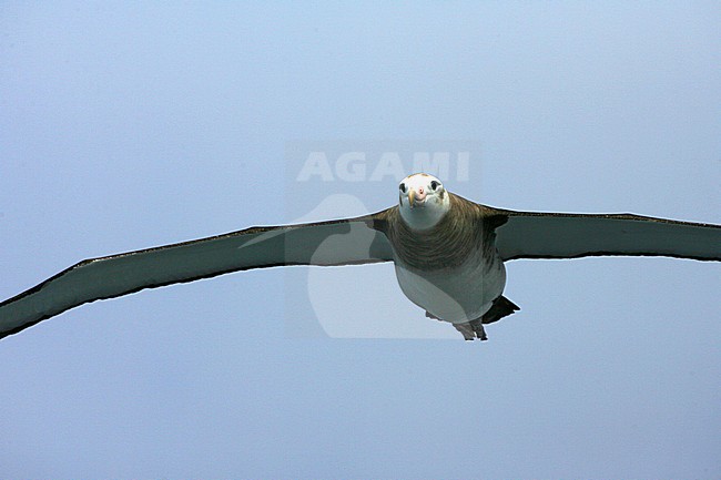 Tristan Albatros (Diomedea dabbenena) at sea in the southern Atlantic ocean near the remote island of Gough. Immature flying low overhead. stock-image by Agami/Marc Guyt,
