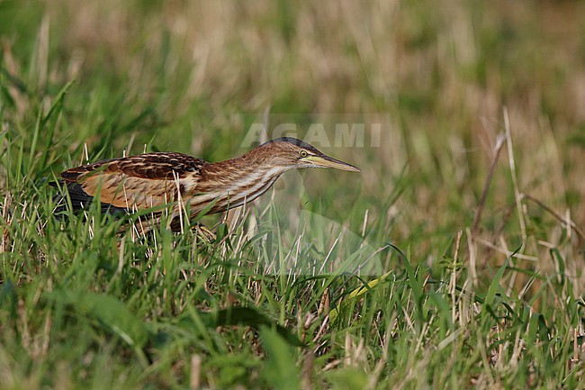 First-winter Little Bittern (Ixobrychus minutus) walking in the open in the Netherlands. stock-image by Agami/Chris van Rijswijk,