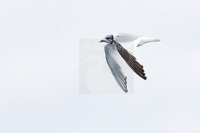  stock-image by Agami/Menno van Duijn,