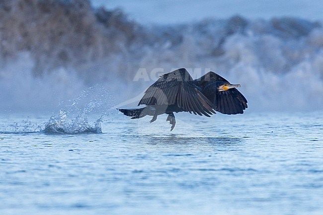 Great Cormorant (Phalacrocorax carbo sinensis), side view of an adult in flight, Campania, Italy stock-image by Agami/Saverio Gatto,