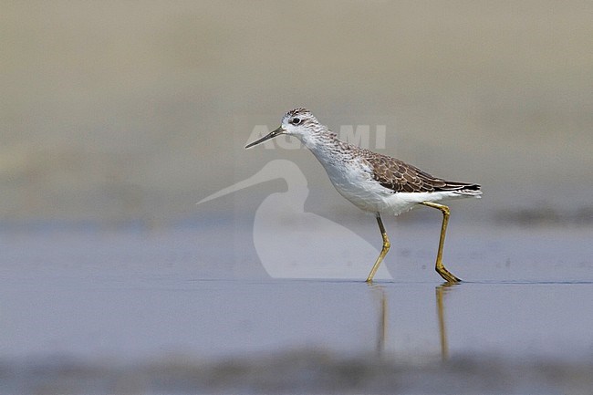 Marsh Sandpiper - TeichwasserlÃ¤ufer - Tringa stagnatilis, Oman, adult, nonbreeding stock-image by Agami/Ralph Martin,