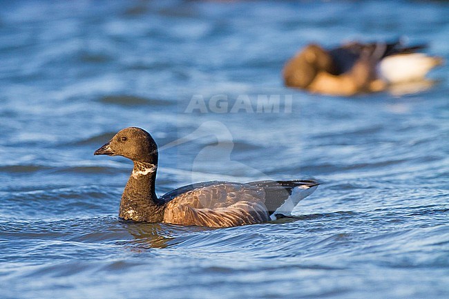 Dark-bellied Brent, Branta bernicla adult swimming with preening juvenile in the background stock-image by Agami/Menno van Duijn,