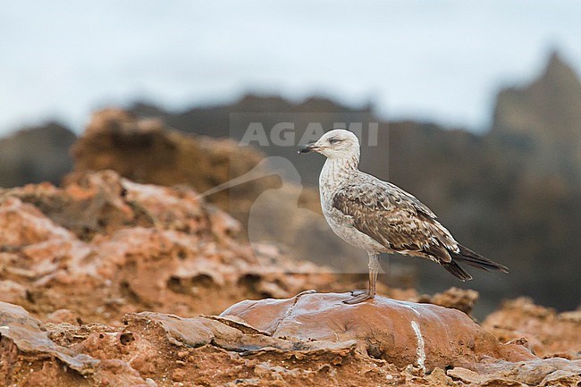 Yellow-legged Gull - MIttelmeermöwe - Larus michahellis, Morocco, 1st W stock-image by Agami/Ralph Martin,