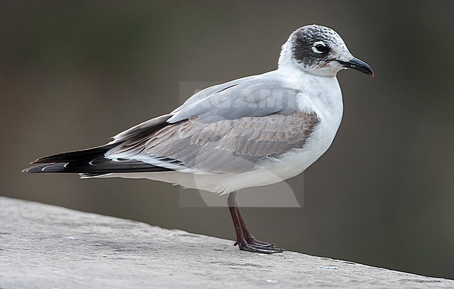 Vagrant first-winter Franklin's Gull (Leucophaeus pipixcan) in Spain. Standing on the ground, seen from the side. stock-image by Agami/Rafael Armada,