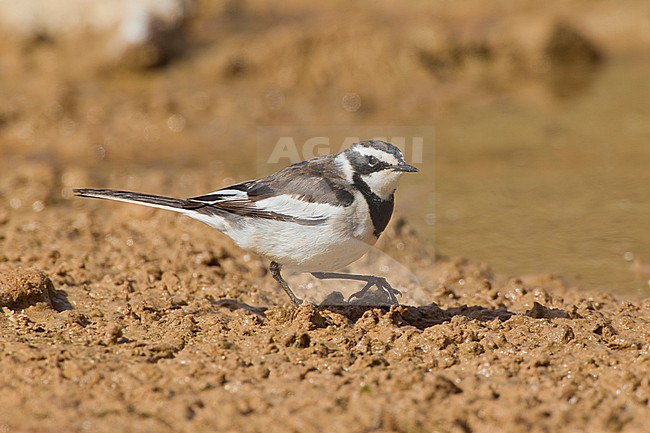 African Pied Wagtail, Motacilla aguimp, at Abu Simbel in Egypt. stock-image by Agami/David Monticelli,