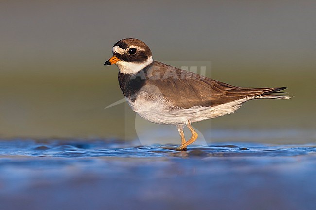 Common Ringed Plover (Charadrius hiaticula) in Italy. stock-image by Agami/Daniele Occhiato,
