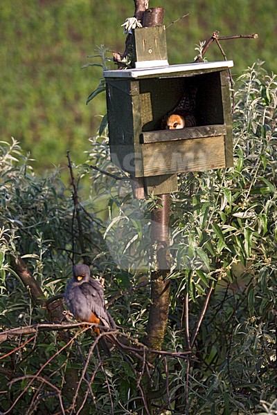 Roodpootvalk broedend in nestkast; Red-footed Falcons breeding in nest box stock-image by Agami/Marc Guyt,