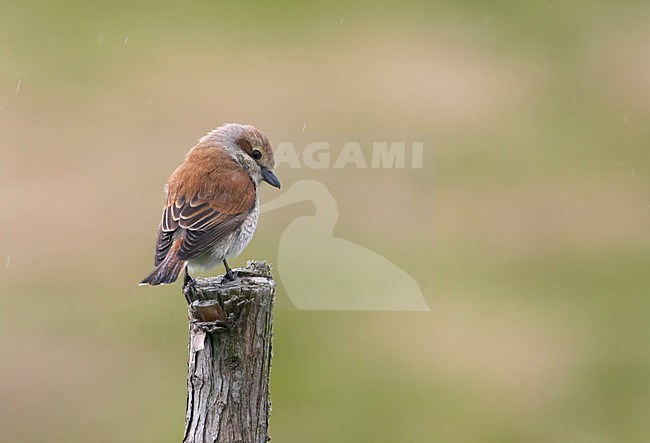Onvolwassen mannetje Grauwe Klauwier op een paal; Immature male Red-backed Shrike perched on a pole stock-image by Agami/Markus Varesvuo,