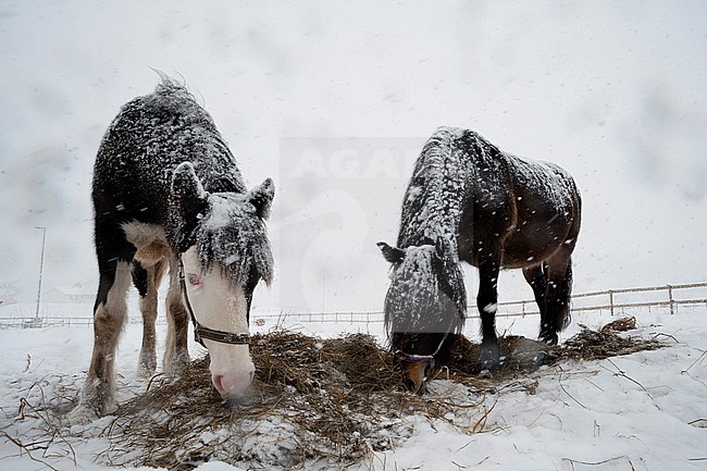 Two horses, one with blue eyes, in a snow shower. Gausvik, Troms, Norway. stock-image by Agami/Sergio Pitamitz,