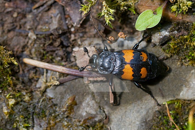 Necrophorus vespilloides - Schwarzhörniger Totengräber, Germany (Baden-Württemberg), imago stock-image by Agami/Ralph Martin,