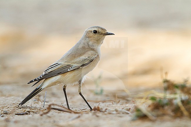 Desert Wheatear - Wüstensteinschmätzer - Oenanthe deserti, Oman stock-image by Agami/Ralph Martin,