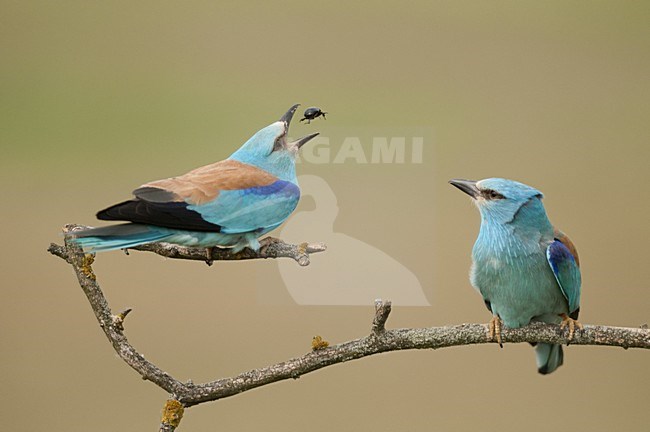 Scharrelaar kever vangend; European Roller catching a beatle stock-image by Agami/Bence Mate,