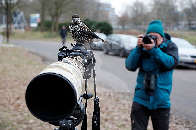 Spotted Nutcracker (Nucifraga caryocatactes) wintering in an urban area in Wageningen in the Netherlands. A rare vagrant from Siberia and extremely tame. Perched on a lens hood. stock-image by Agami/Chris van Rijswijk,