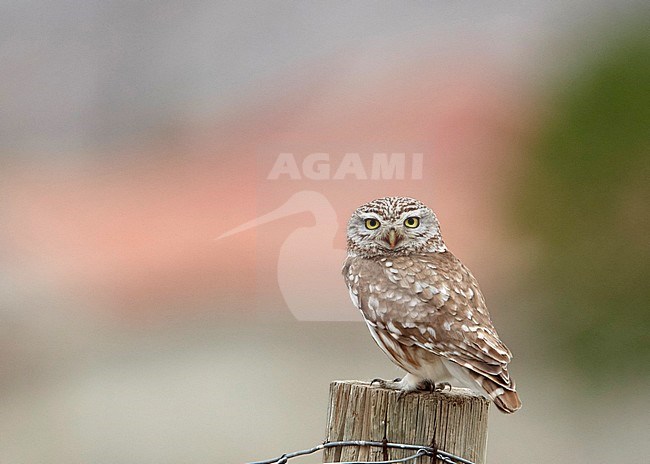 Woestijnsteenuil (Kokomiau) op paaltje; Desert Little Owl (Cucumiau) on a pole stock-image by Agami/Tomi Muukkonen,
