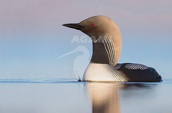 Adut Pacific Loon (Gavia pacifica) swimming in tundra lake during the short arctic spring in Barrow, Alaska, USA in June 2018 stock-image by Agami/Dubi Shapiro,