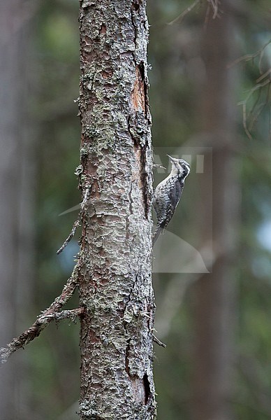 Three-toed Woodpecker - Dreizehenspecht - Picoides tridactylus ssp. alpinus, Austria, adult female stock-image by Agami/Ralph Martin,