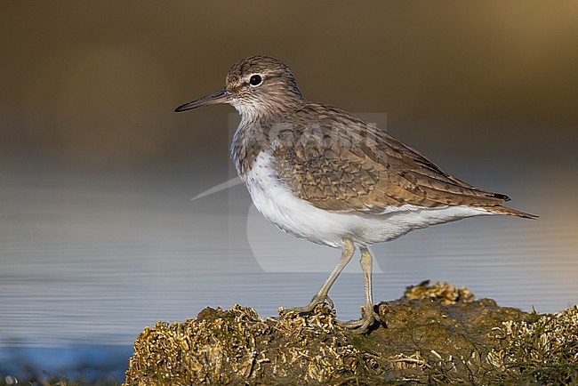 Common Sandpiper (Actitis hypoleucos), side view of an adult standing on a rock, Campania, Italy stock-image by Agami/Saverio Gatto,