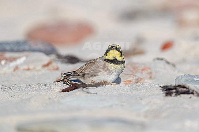 Horned Lark or Shore Lark (Eremophila alpestris, ssp. alpestris) at the sandy beach is looking streight into the camera. It is on stop over at Helgoland in the German North Sea during migration. stock-image by Agami/Mathias Putze,