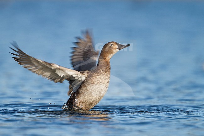 Common Pochard - Tafelente - Aythya ferina, Germany, adult female stock-image by Agami/Ralph Martin,