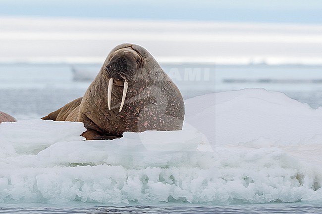 An Atlantic walrus, Odobenus rosmarus, resting on the ice. Svalbard, Norway stock-image by Agami/Sergio Pitamitz,