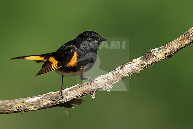 Adult male American Redstart (Setophaga ruticilla)
Galveston Co., Texas, USA in spring. stock-image by Agami/Brian E Small,