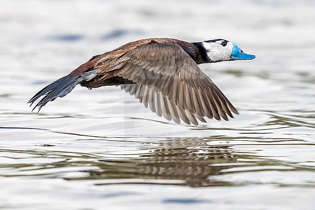 White-headed Duck in Daimiel, Spain. May 18, 2018. stock-image by Agami/Vincent Legrand,