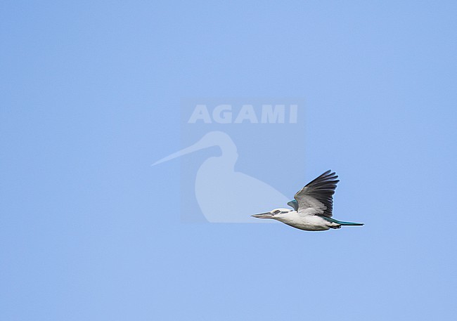 Endemic Mariana Kingfisher (Todiramphus albicilla albicilla) in the Northern Marianas islands. Endemic subspecies of Saipan. stock-image by Agami/Pete Morris,