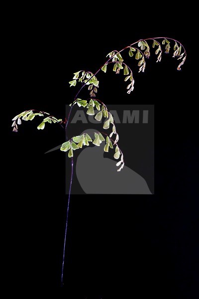 Evergreen maidenhair, Adiantum venustum stock-image by Agami/Wil Leurs,