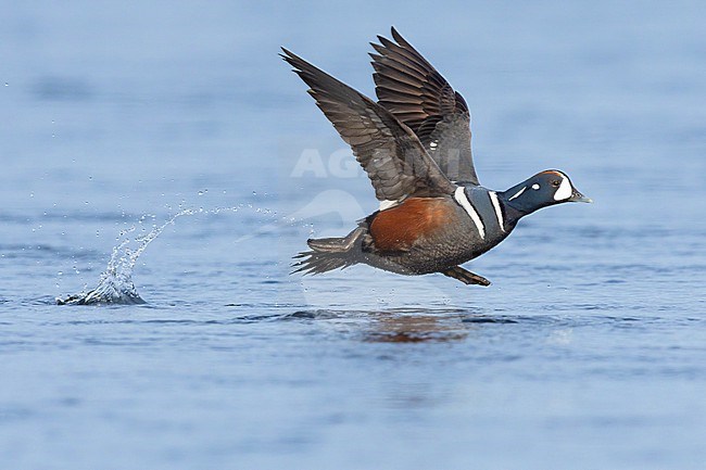 Harlequin Duck (Histrionicus histrionicus), side view of an adult male at take-off, Northeastern Region, Iceland stock-image by Agami/Saverio Gatto,