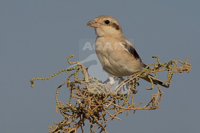 Steppeklapekster in top van struikje; Steppe Grey Shrike perched in low bush stock-image by Agami/Daniele Occhiato,