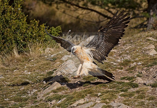  stock-image by Agami/Alain Ghignone,