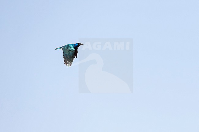 adult superb starling (Lamprotornis superbus) in flight, found at Negele Borana in Ethiopia stock-image by Agami/Mathias Putze,